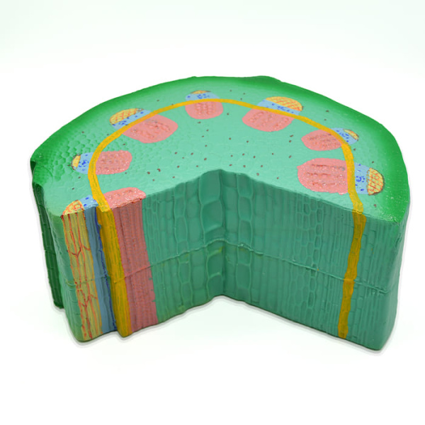 Модель «Стебель растения» Модель «Стебель растения»